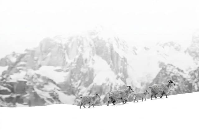 Three Pashmina goats walking through a snowy Himalayan mountain landscape — representing the source of Rita Industries' finest fibres